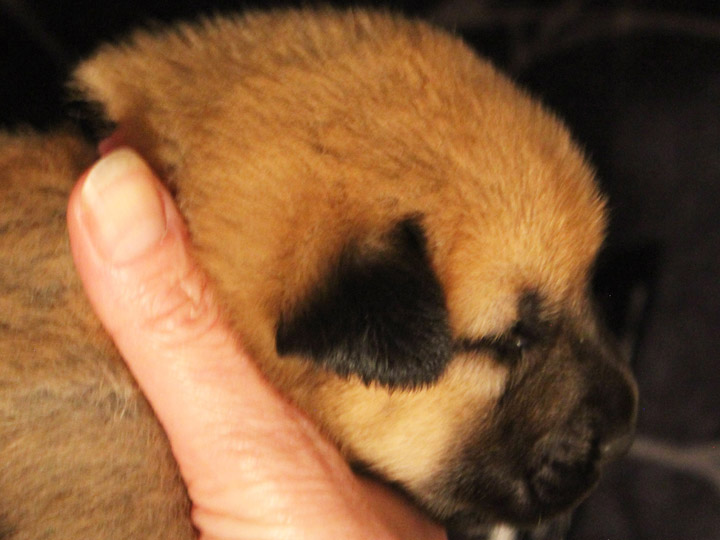 chinook puppy
